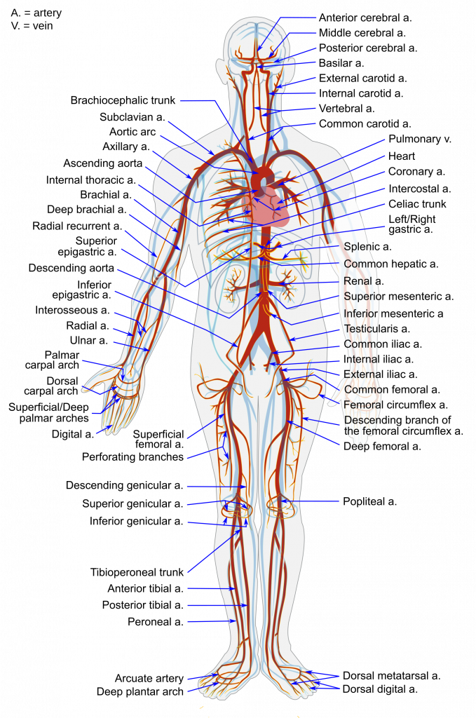 Arterial_System_en.svg_-679x1024.png