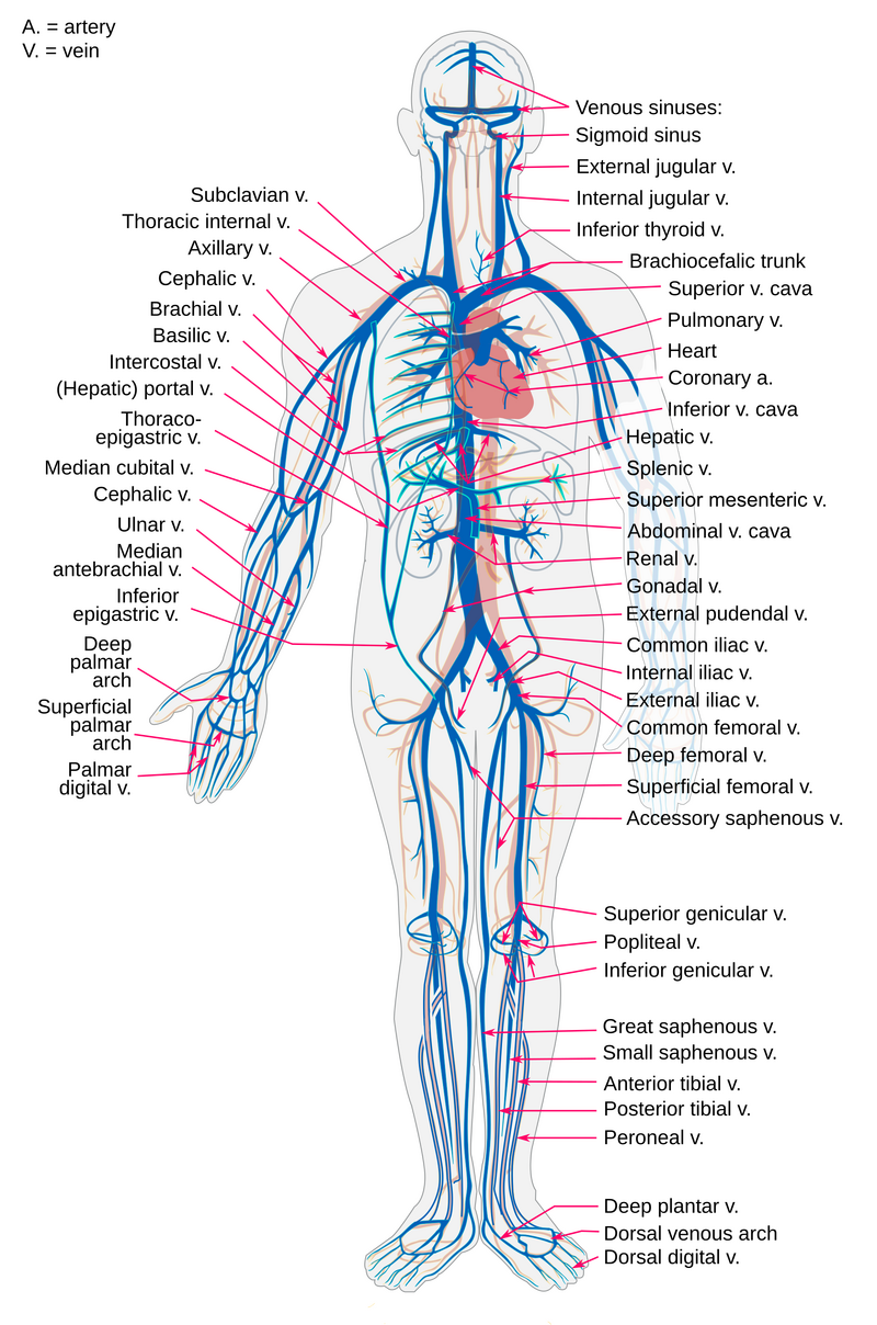 Venous_system_en.svg_.png