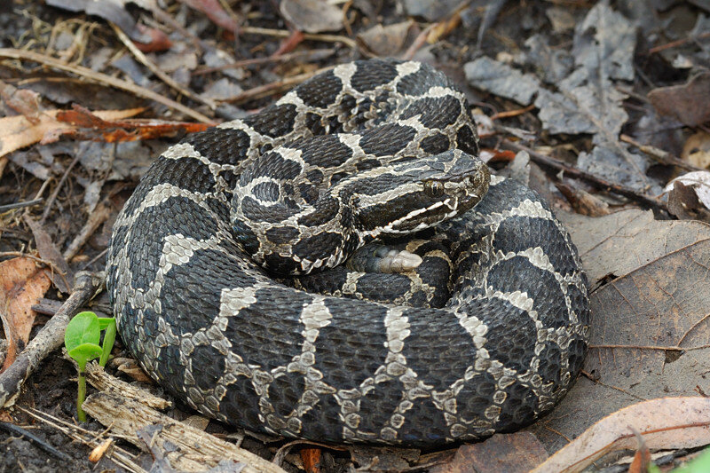 Massasauga-Rattlesnake-Pictures-1147245038.jpg